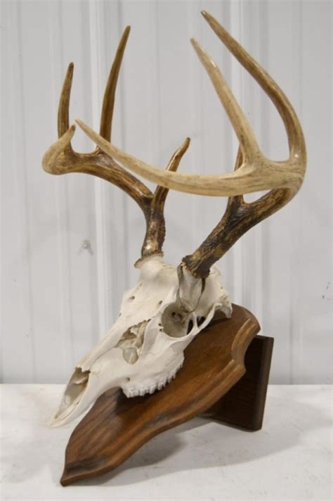lot  point european deer skull mount  oak plaque