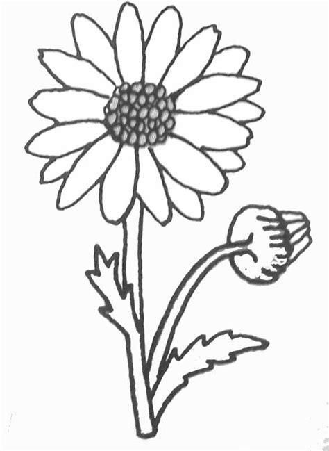 daisy nature printable coloring pages