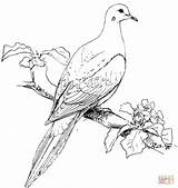 Coloring Dove Mourning Pages Bird Doves Birds Drawing Perched Printable Realistic Turtle Colouring Print Clip Supercoloring Kids Goose Wild Color sketch template