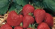 aksharadhool  strawberry generation