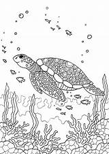Coloring Colouring Pages Adult Turtle Sheets Sea Printable Rodriguez Shannon Books Book Under Fish Animal Choose Board Patterns Designlooter sketch template