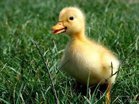 baby duck   grass cute ducklings animals pet birds