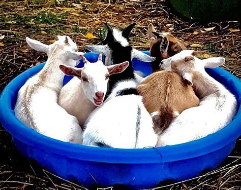 boat  goats goats boat animals
