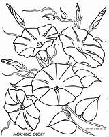 Glory Morning Coloring Embroidery Flower Drawings Flowers Pages Drawing Pattern Convolvulaceae Glories Clipart Simple Line Color Outline Patrone Borduur Embroidered sketch template
