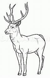 Drawing Deer Pencil Draw Drawings Easy Drinking Reindeer Water Outline Animal Step Doe Animals Stag Forest Getdrawings Painting Pages Dragoart sketch template