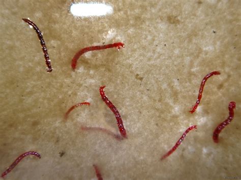 control red worms  midge flies  wastewater