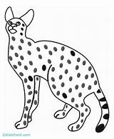Coloring Caracal Serval Pages Popular Library Clipart sketch template