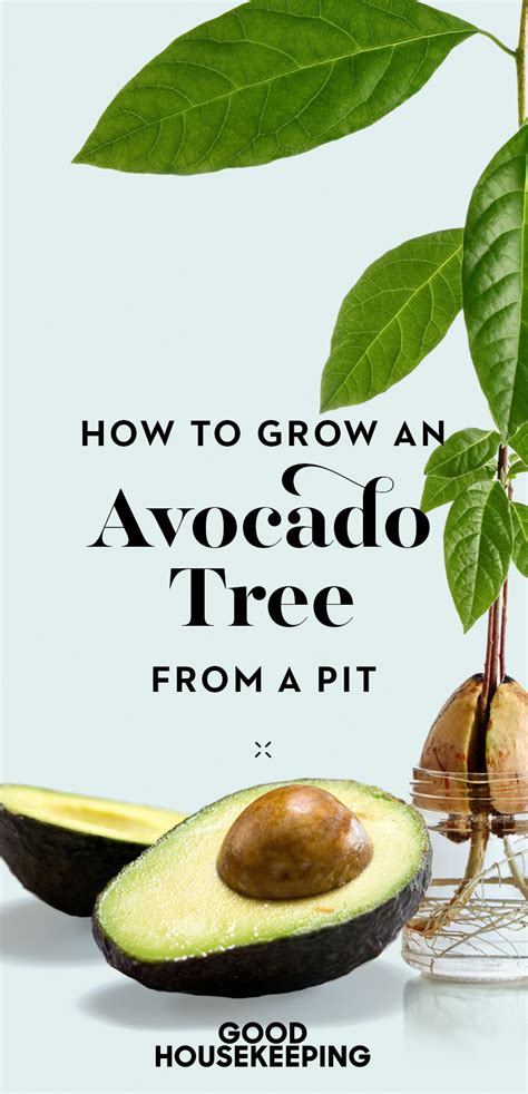 Growing An Avocado Tree Indoors Is As Simple As Saving A