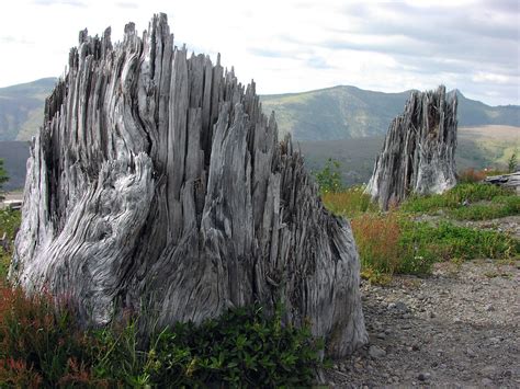 tree stumps stumps left   mt saint helenss erupt flickr