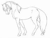 Horse Pinto Coloring Pages Dressage Has Getcolorings Getdrawings Color sketch template