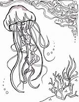 Jellyfish Quallen Fish Aquatic Malvorlagen Nautical Ozean Coloringfolder sketch template
