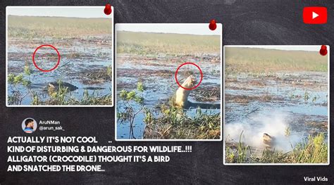 video shows alligator gnawing drone internet users express concern bollywood gossips