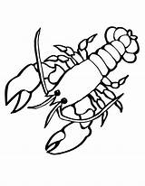 Coloring Lobster Zebra Lagosta Crawfish Clasp Animais Sketch sketch template