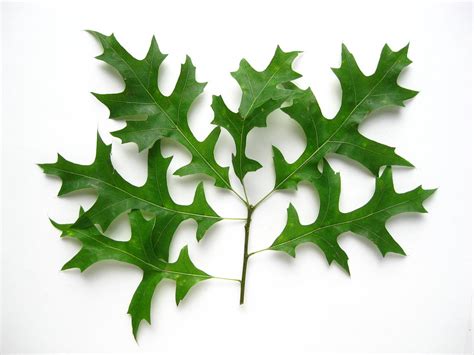 quercus palustris pin oak leaves waldo ave   desc flickr
