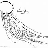Jellyfish Creatures sketch template