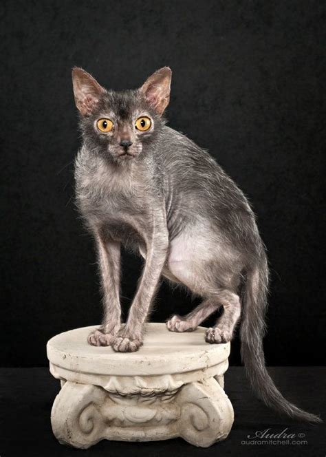 Meet The Lykoi Cat A New Breed Thats Scary Cute Like Werewolf Scary