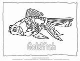 Coloring Pages Goldfish Fish Outline Color Animal Printable Collection Sheet Sheets Aquarium Book Drawing Word Adult Wonderweirded Library Clipart Books sketch template