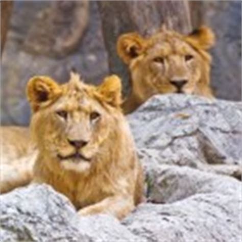 safaripark beekse bergen adres openingstijden en korting reizen en recreatie attracties