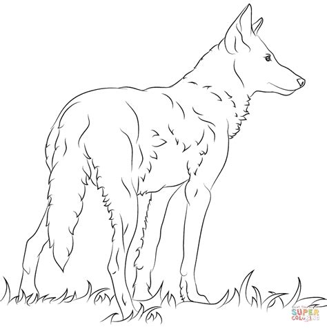 florida red wolf coloring page  printable coloring pages