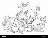 Australian Animals Coloring Cartoon Alamy Book sketch template