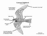 Nighthawk sketch template