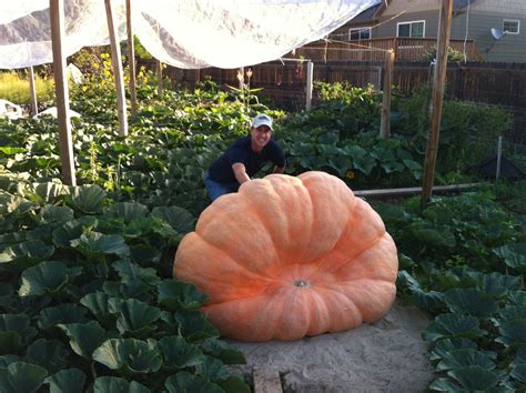 giant pumpkin growing tips   pumpkin man dag nabit lost