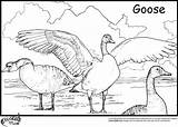 Goose Coloring Pages Geese Flying Canada Color Printable Baby Cartoon Getcolorings Colors Team Library Clipart Popular Duck sketch template