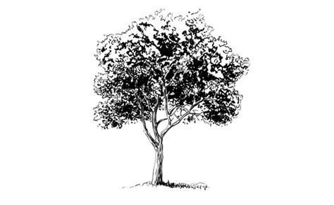 draw  realistic tree