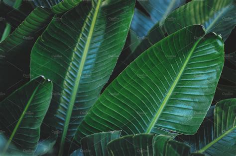 large green tropical leaves high quality nature stock