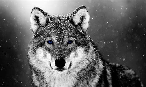 wallpapers wolf snow wolf background images