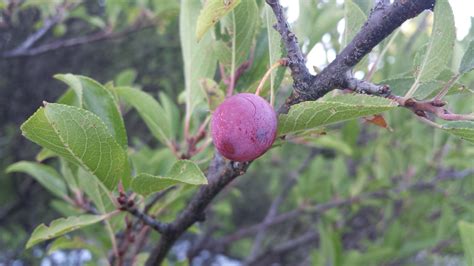 identification    identifying  plum tree gardening landscaping stack exchange