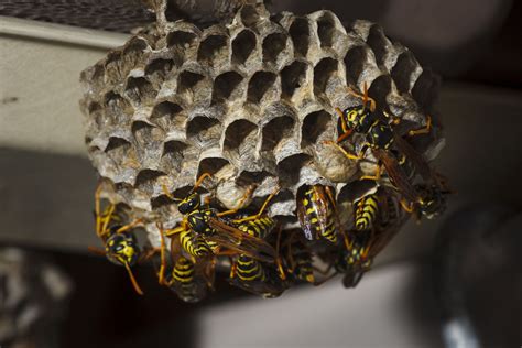 control paper wasps