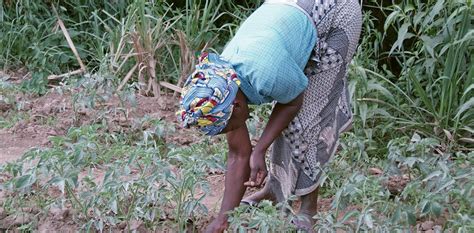the projects that are helping zambian women get better access to land