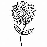 Aster Flower Drawing Clipart Clip Coloring Pages sketch template