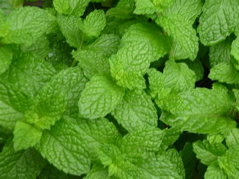mint varieties thoras blog