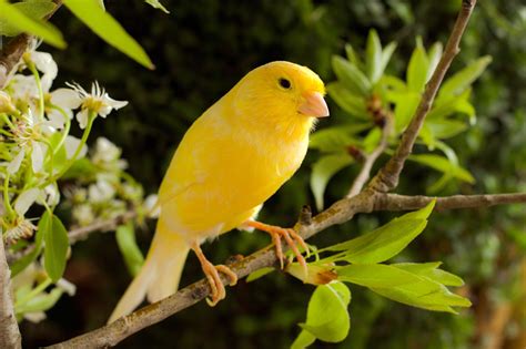 gorgeous yellow canary    thefinchfarmcom canary birds