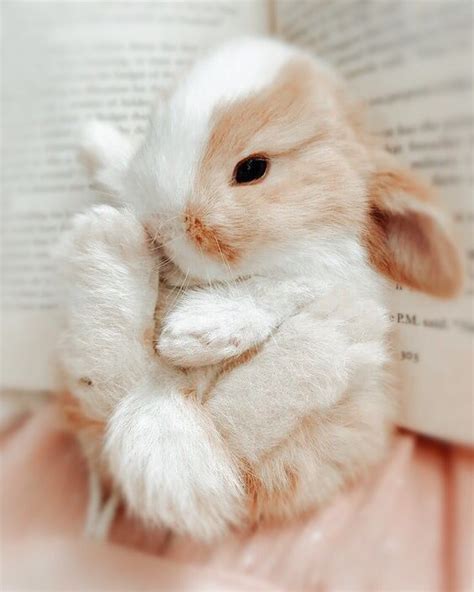 pastel aesthetic pfp bunny goimages addict images   finder