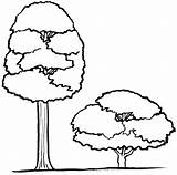 Tall Short Clipart Objects Tree Cliparts Object Cartoon Two Compare Clip Building Time Taller Shorter Which Family Vs Attribute Measurable sketch template