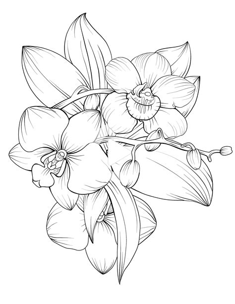 pin  diy flower drawing art drawings sketches floral drawing