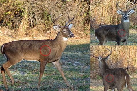 Shot Placement On Deer And Other Large Game