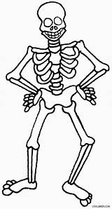 Skeleton Coloring Pages Human Bone Pirate Skull Halloween Printable Kids Skeletal Bones System Anatomy Skeletons Cool2bkids Print Drawing Book Preschoolers sketch template