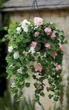 hanging baskets ideas hanging baskets container gardening plants