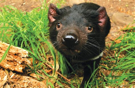 facts   tasmanian devil swain destinations travel blog