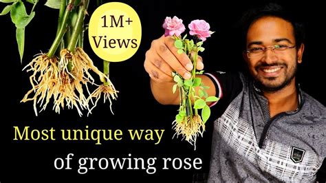 grow rose plant  home  cuttings  english subtitles