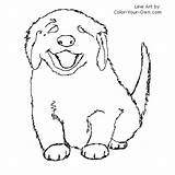 Coloring Pages Retriever Golden Puppy Puppies Dog Drawing Husky Color Realistic Lab Fuzzy Chocolate Dogs Line Getdrawings Labrador Drawings Printable sketch template