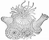 Coral Drawing Sea Anemone Polyp Clipart Coloring Drawings Pages Getdrawings Etc Polyps Large Under Google sketch template