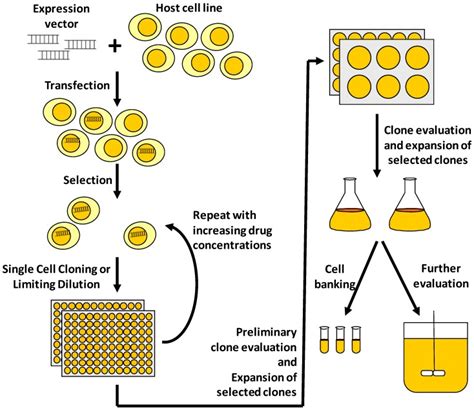 illustration   typical process  develop  mammalian cell