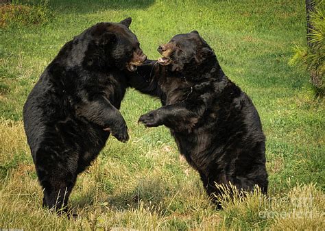 bear fight photograph  mitch shindelbower