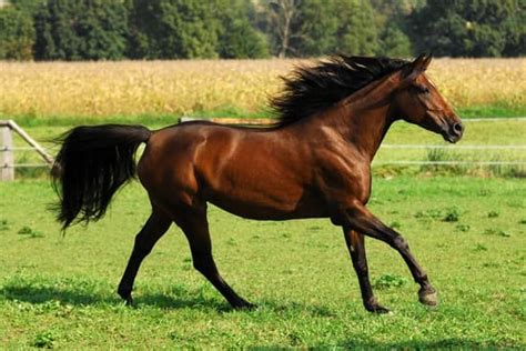 encyclopedie larousse en ligne cheval arabe