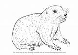 Prairie Dog Drawing Draw Baby Step Line Getdrawings Rodents sketch template